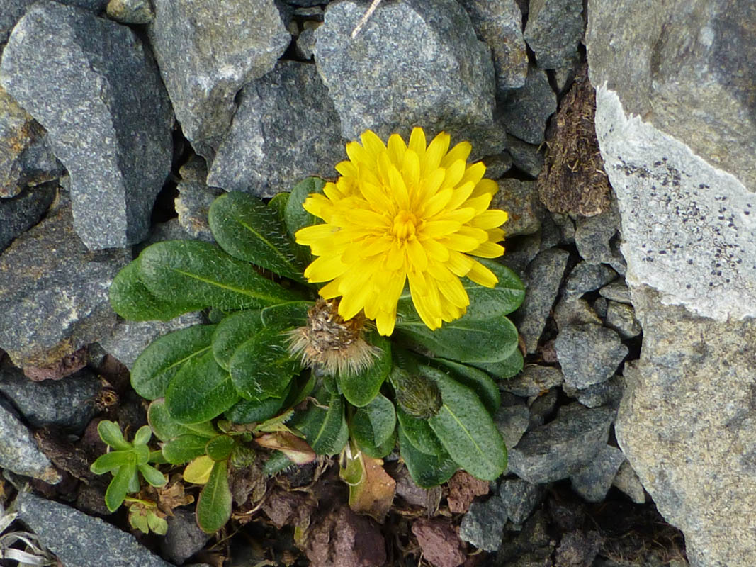 Leontodon pyrenaicus photo